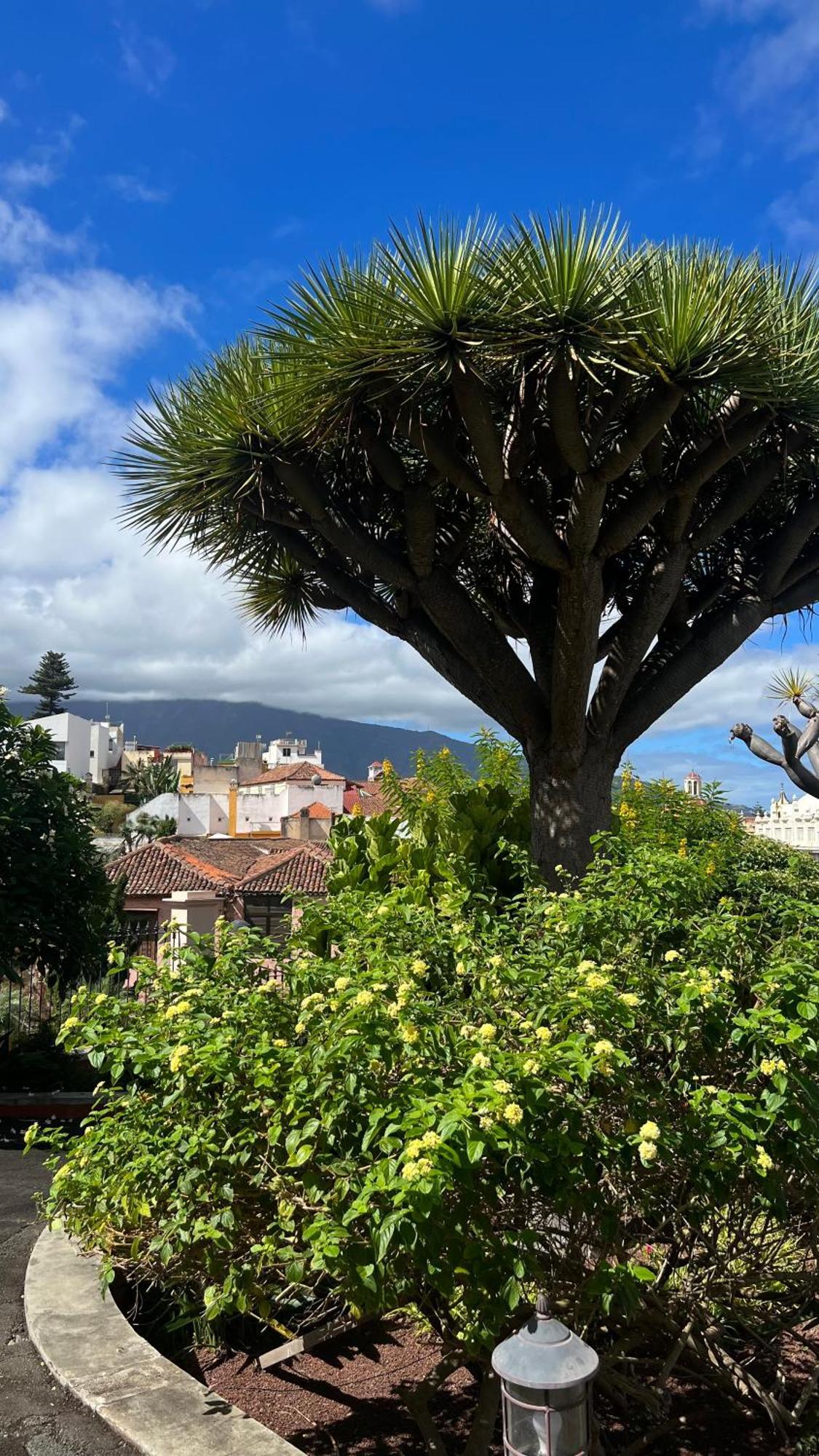 Ferienwohnung Tenerife Te Espera! Icod De Los Vinos Exterior foto